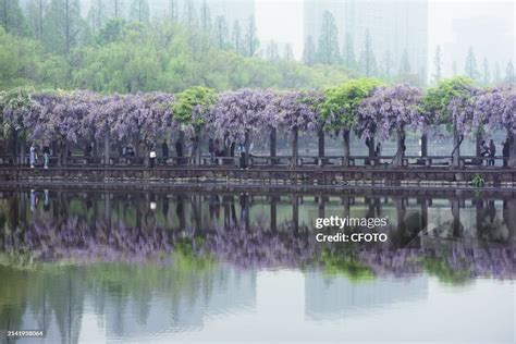 杭州哪裏的紫藤，是否能成为城市的一抹绿意？